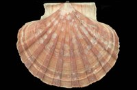 藏品(白碟海扇蛤)的圖片